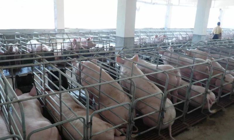 成都彭州瑞隆禽业采购一台格瓦斯400KW上柴发电机组作为养殖厂备用电源